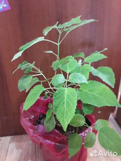 Гортензия, хризантемы