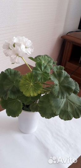 Пеларгония герань, белая