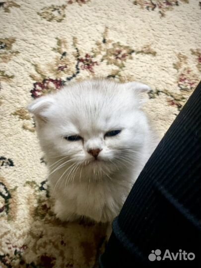 Британская шиншилла