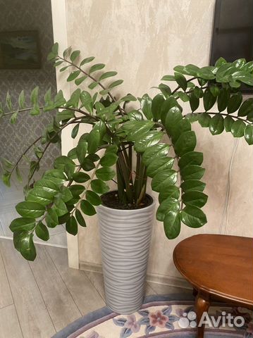 Замиокулькас долларовое дерево