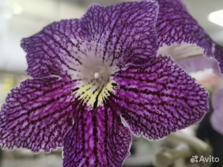 Стрептокарпусы, только распустились