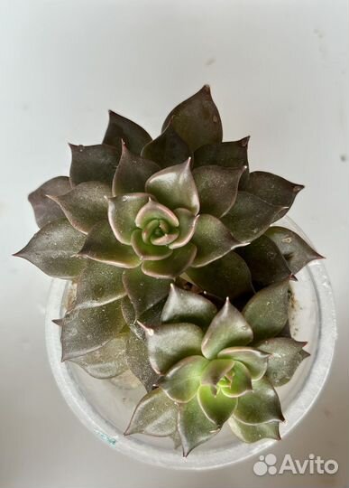 Суккуленты