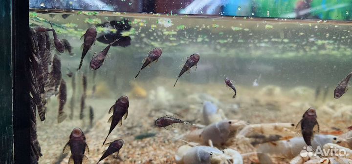 Сомики анциструсы