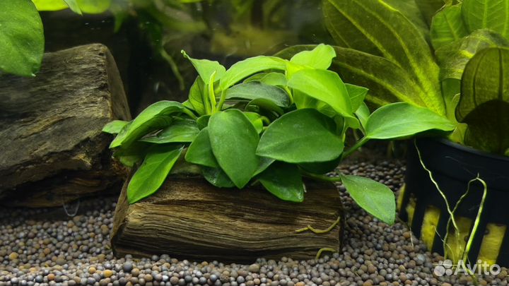 Аквариумные растения, мхи, буцефаландры, анубиас