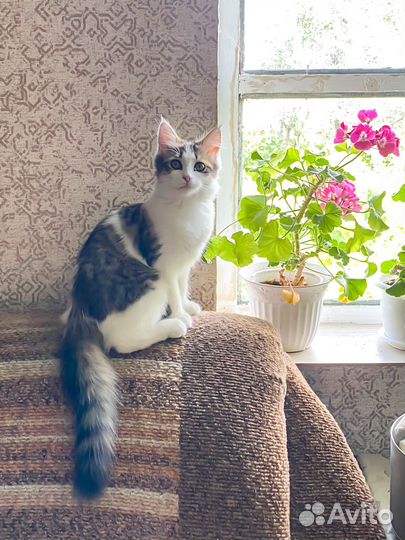 Котенок 3,5 мес кошечка в Красноусольском