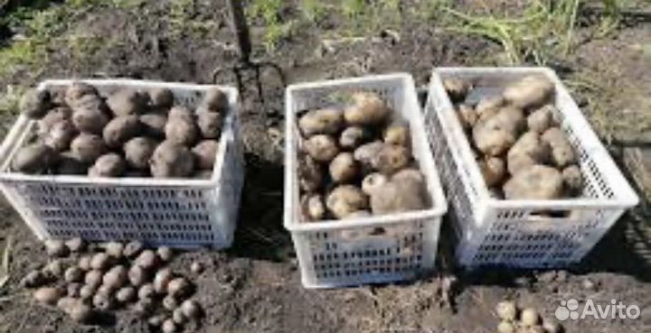 Картофель - семейная