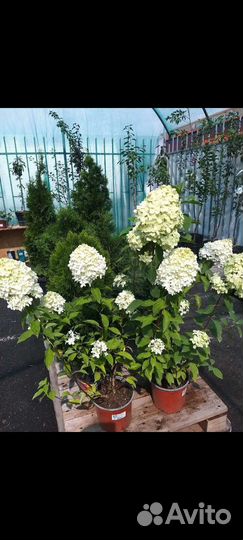 Продам готовый бизнес саженцы/разливные напитки