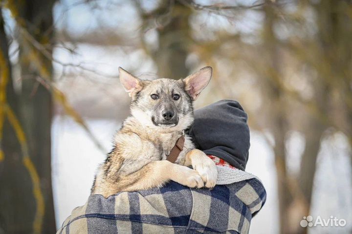 Собака в добрые руки