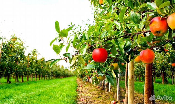 Сборщик яблок в саду. Вахта