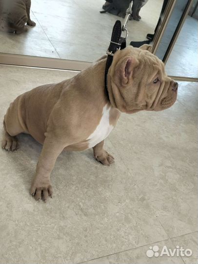 Американский булли