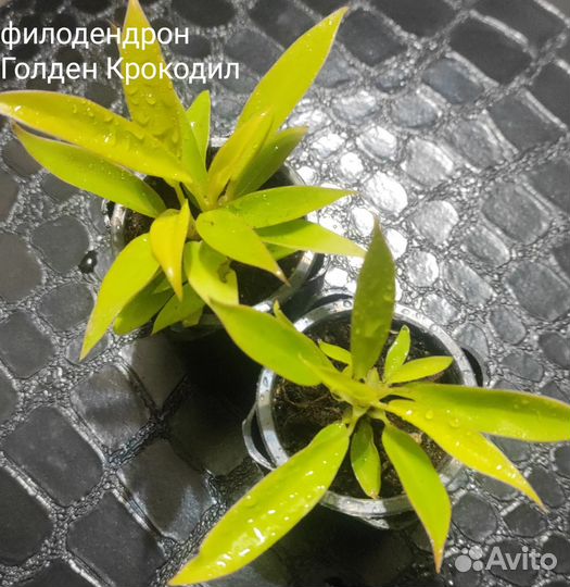 Филодендроны