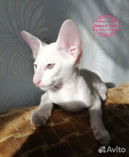 Ориентальный котенок