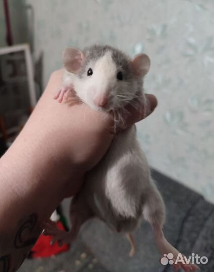 Отдам крысят бесплатно