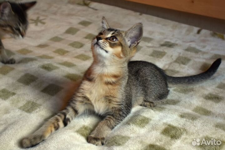 Котёнок Чаузи F3 девочка Аиша