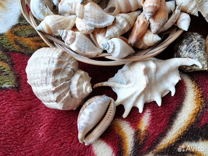 Набор морских ракушек