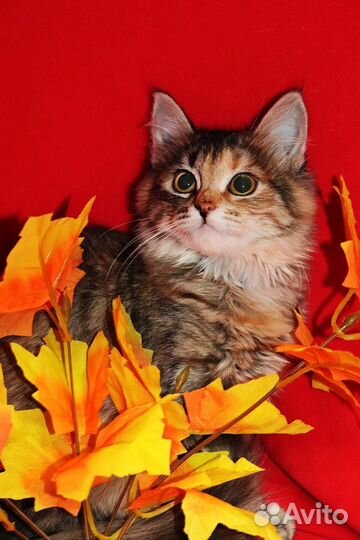 Котенок в добрые руки