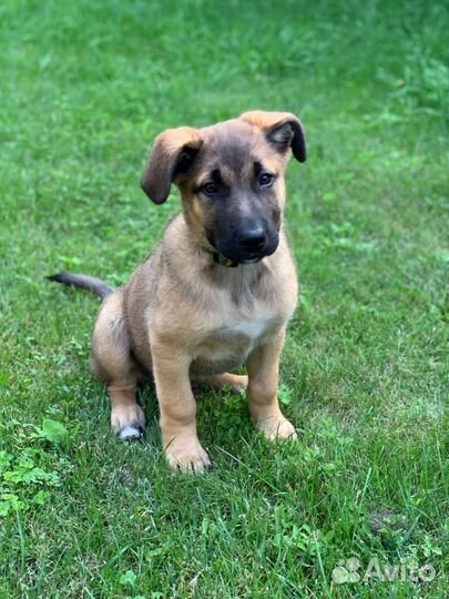 Щенок (мальчик) в добрые руки, в дар