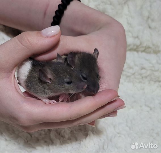 Крыски сестрички ручные