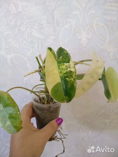 Бурлик вар и другие