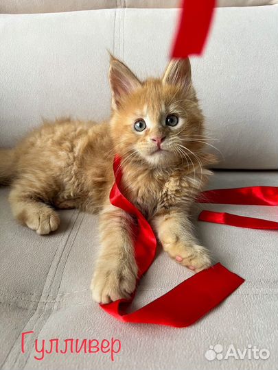 Котята мейн-кун с документами