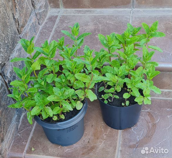 Мята садовая