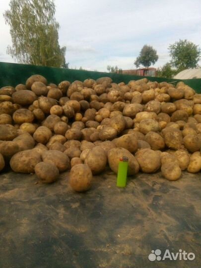 Продам картофель