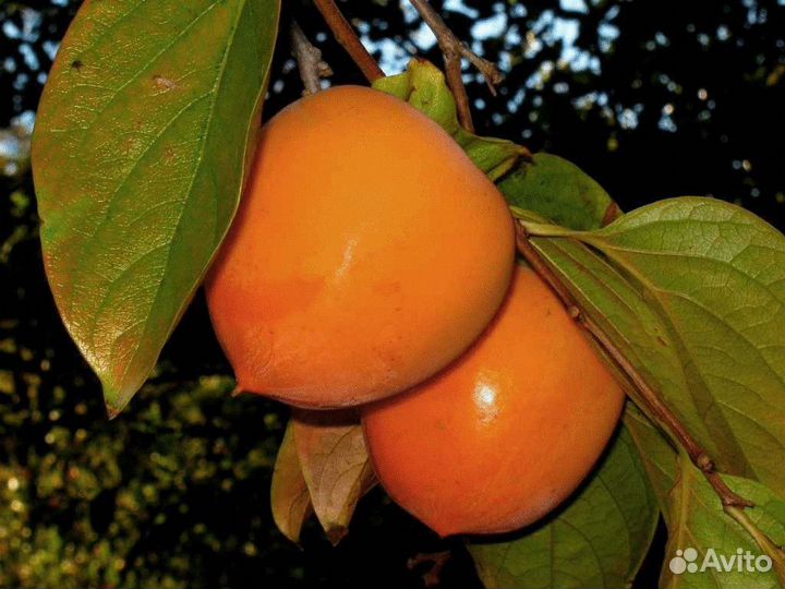 Саженцы хурмы