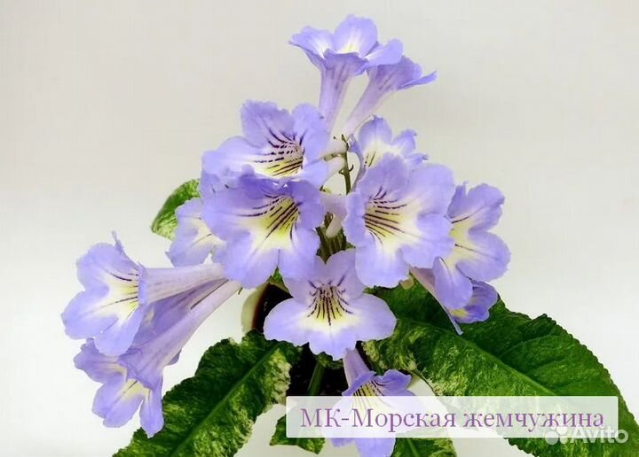 Детки и листики сортовых стрептокарпусов