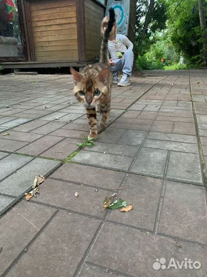 Кот бенгальский найден