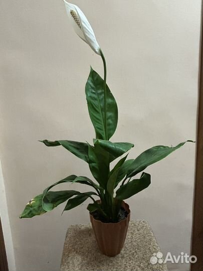 Спатифиллум