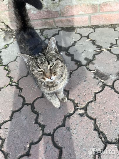 Найдена кошка
