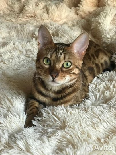 Передержка кошек и котов