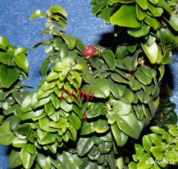 Трифазия трифолия карликовая (Triphasia trifolia d