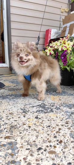 Померанский шпиц