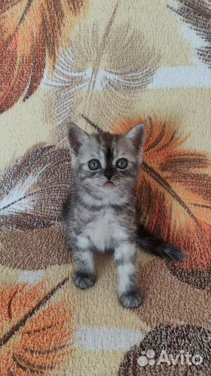 Шотландские вислоухие и прямоухие котята