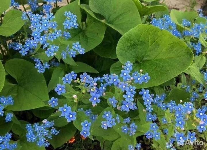 Бруннера клубни.Примула