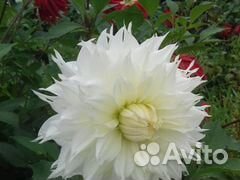 Гладиолусы, георгины