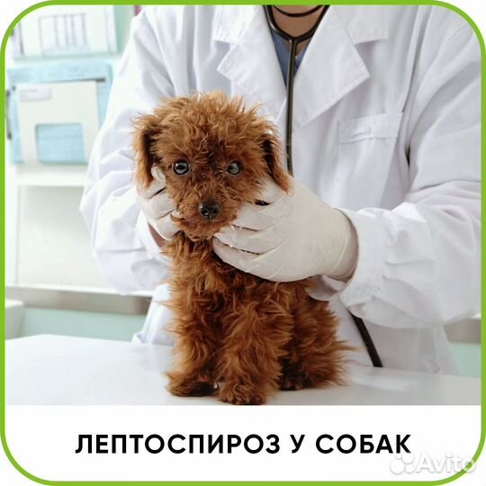 Ветеринарная помощь. Ветврач с выездом на дом