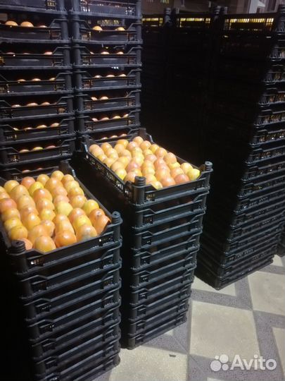 Хурма 4 тонна