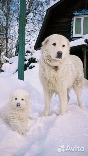 Щенки алабая