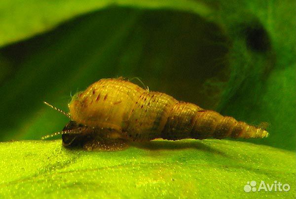 Улитки Мелании