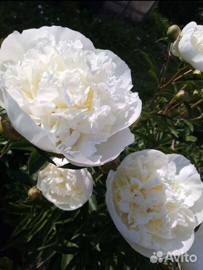 Молодые кусты пиона Дюшес де Немур