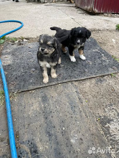 Собака в добрые руки отдам бесплатно