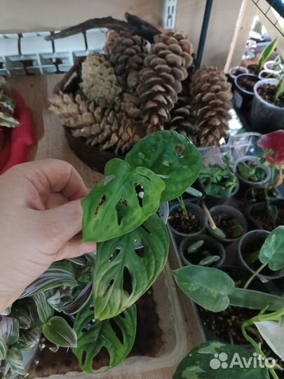 Монстера манки