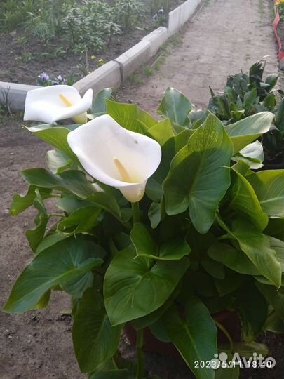 Комнатные растения