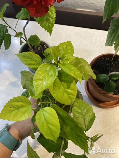 Гибискус китайская роза