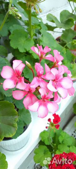 Пеларгония герань