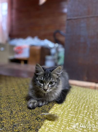 Домашние животные