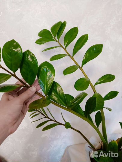 Замиокулькас