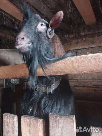 Чешский козел